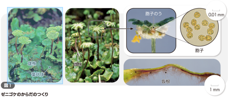 ファイル:キャプチャ5.png