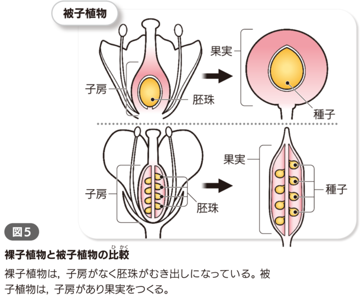 ファイル:キャプチャ3.png
