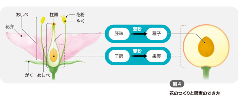 ファイル:キャプチャ.png