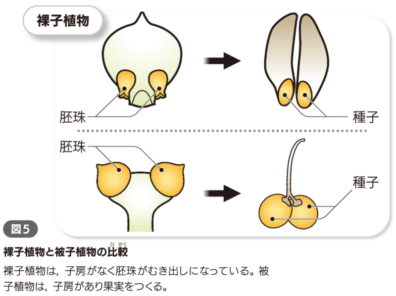 ファイル:キャプチャ2.png