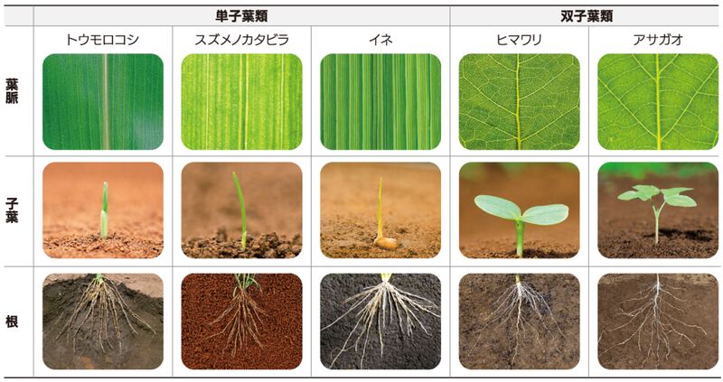 ファイル:キャプチャ4.jpg