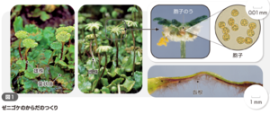 キャプチャ6.png