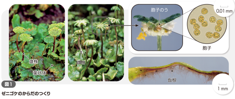 ファイル:キャプチャ6.png